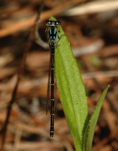 Male, immature
2007_04_12_Floyd